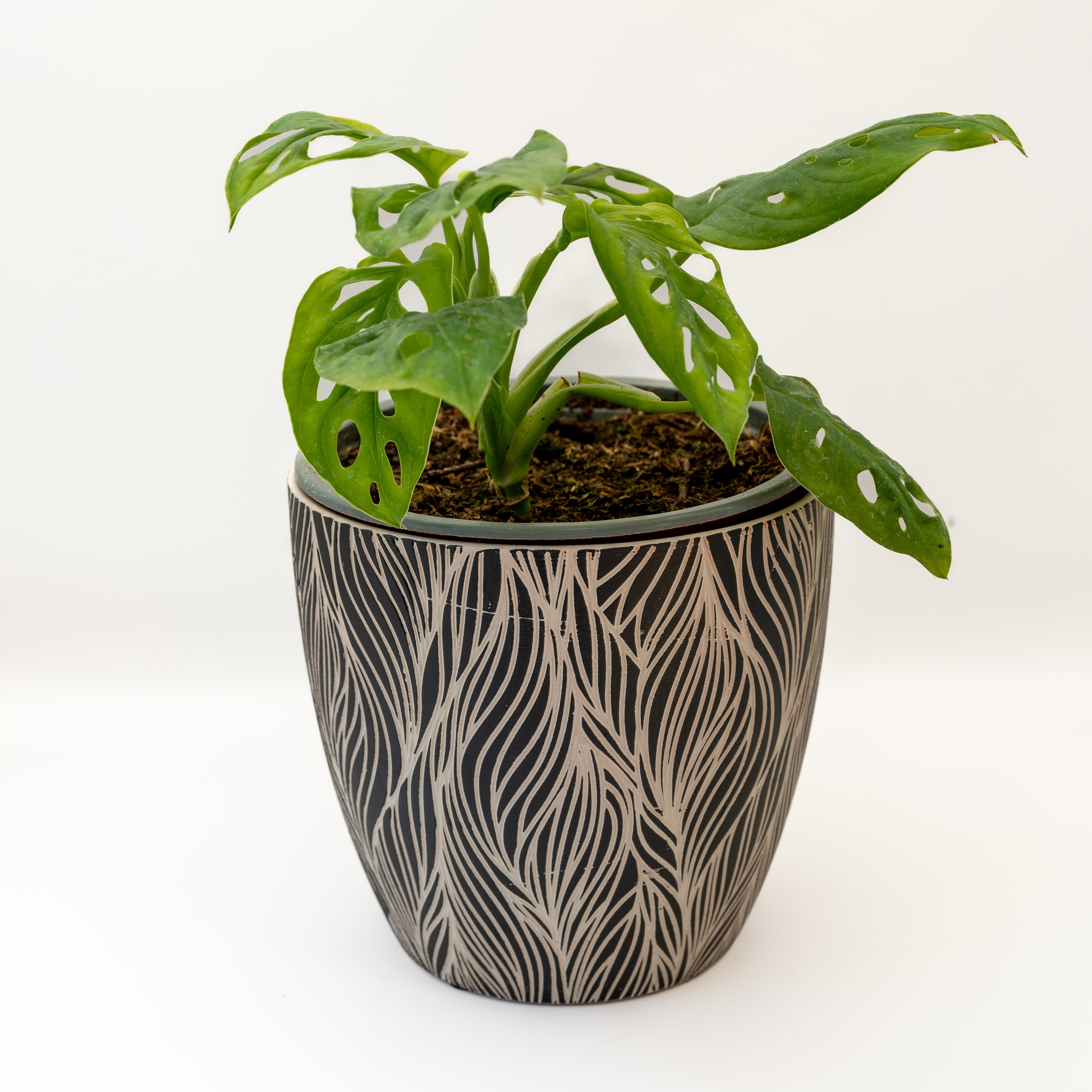 Monstera Adansoni
