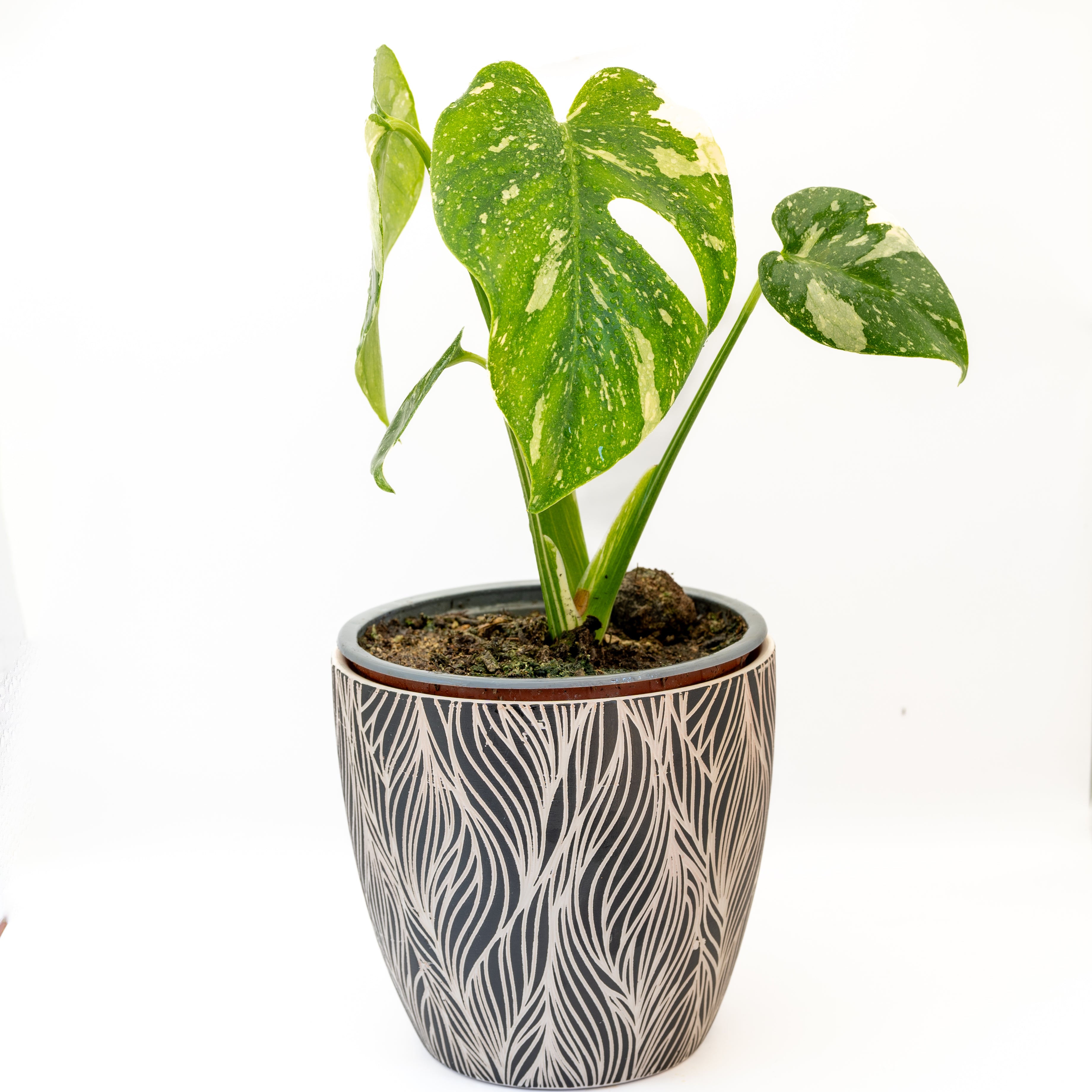 Monstera Thai Constellation