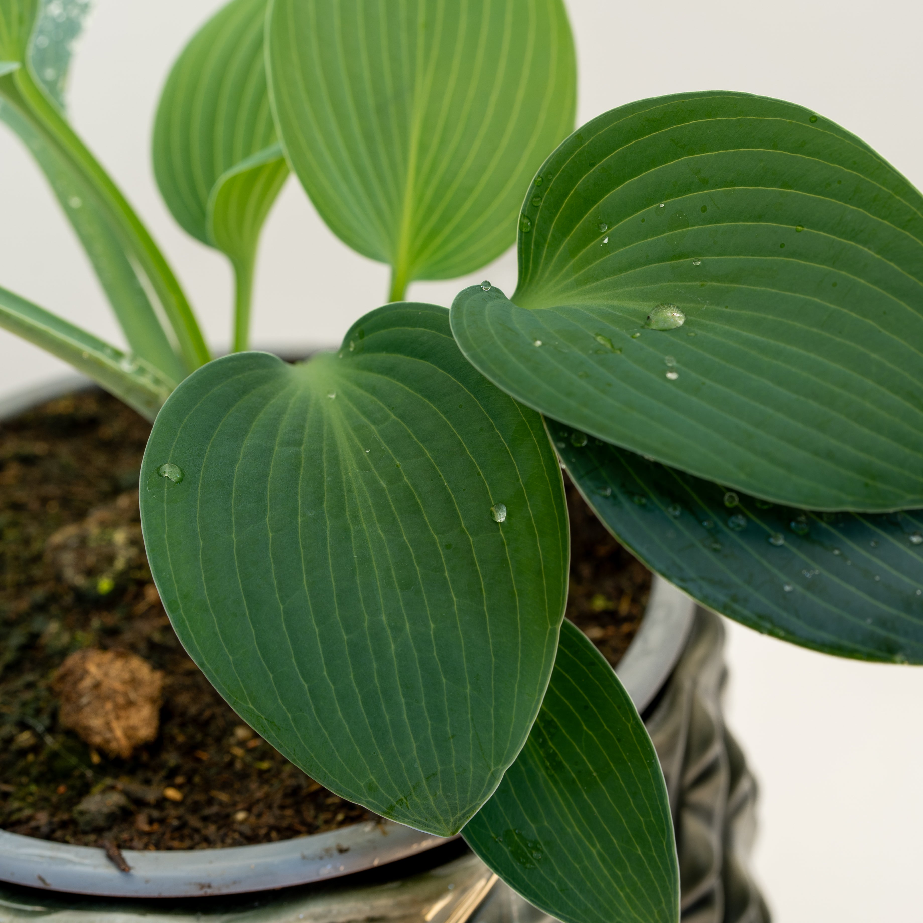 Hostas