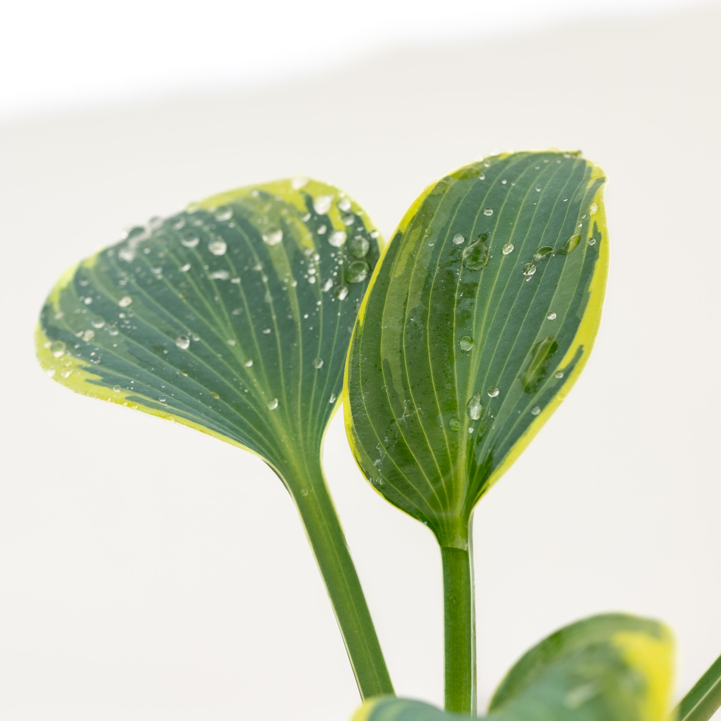 Hostas