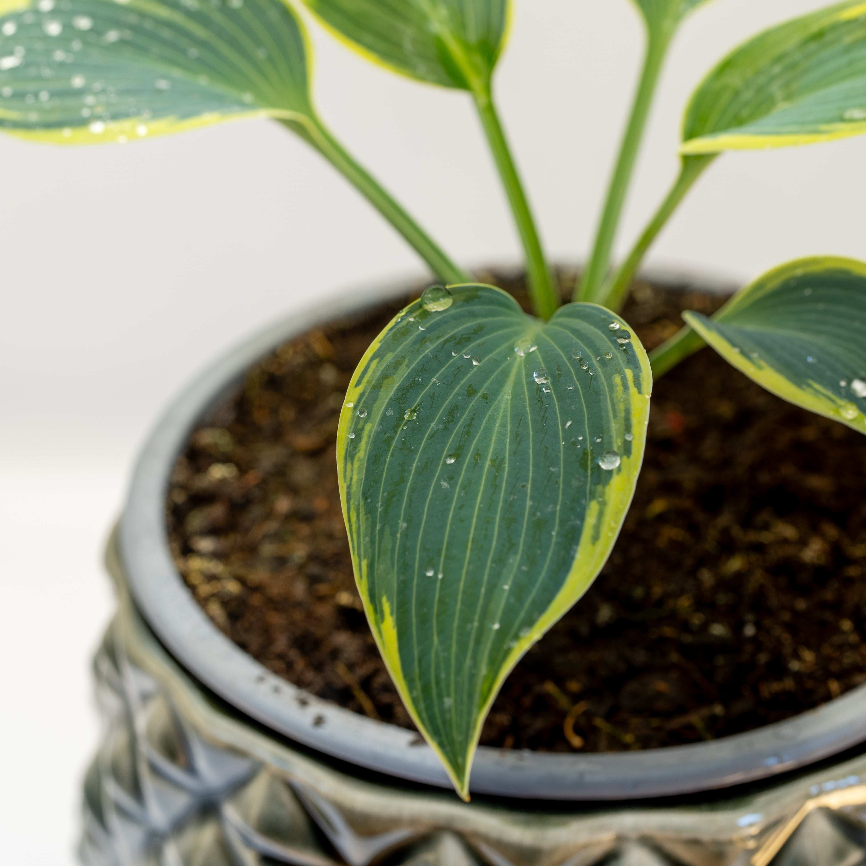 Hostas