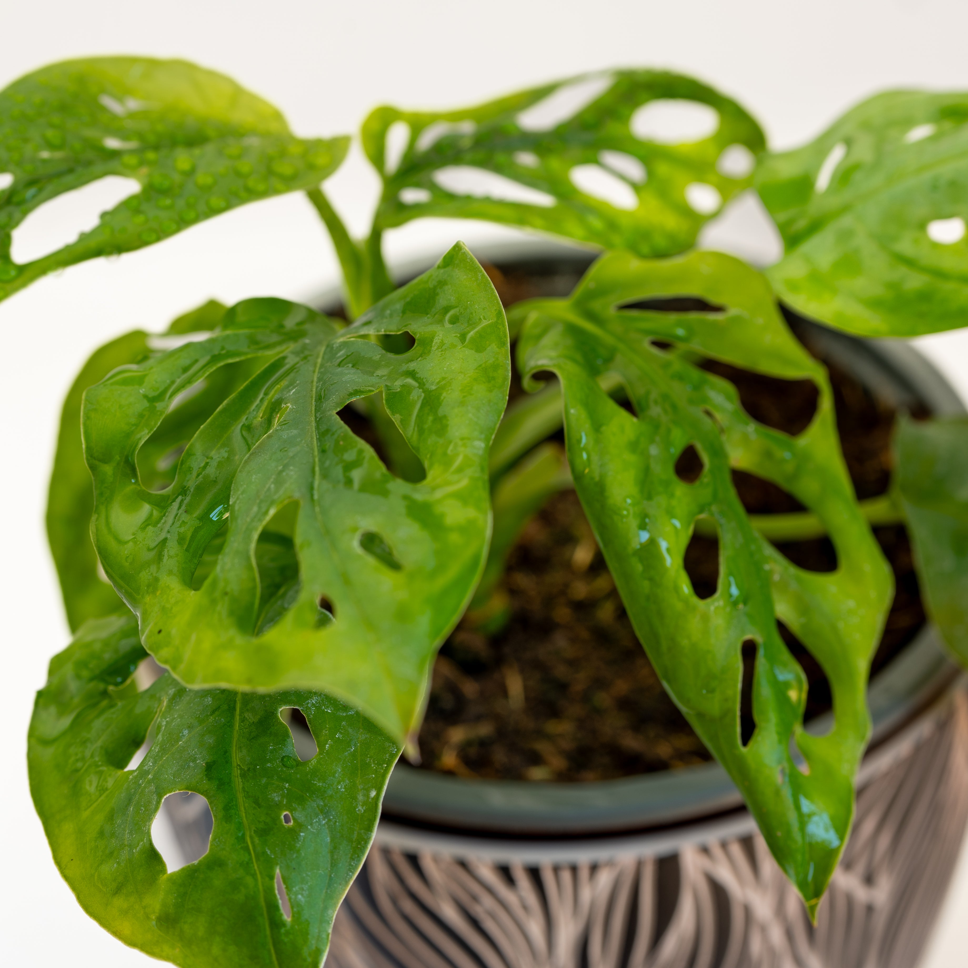 Monstera Adansoni