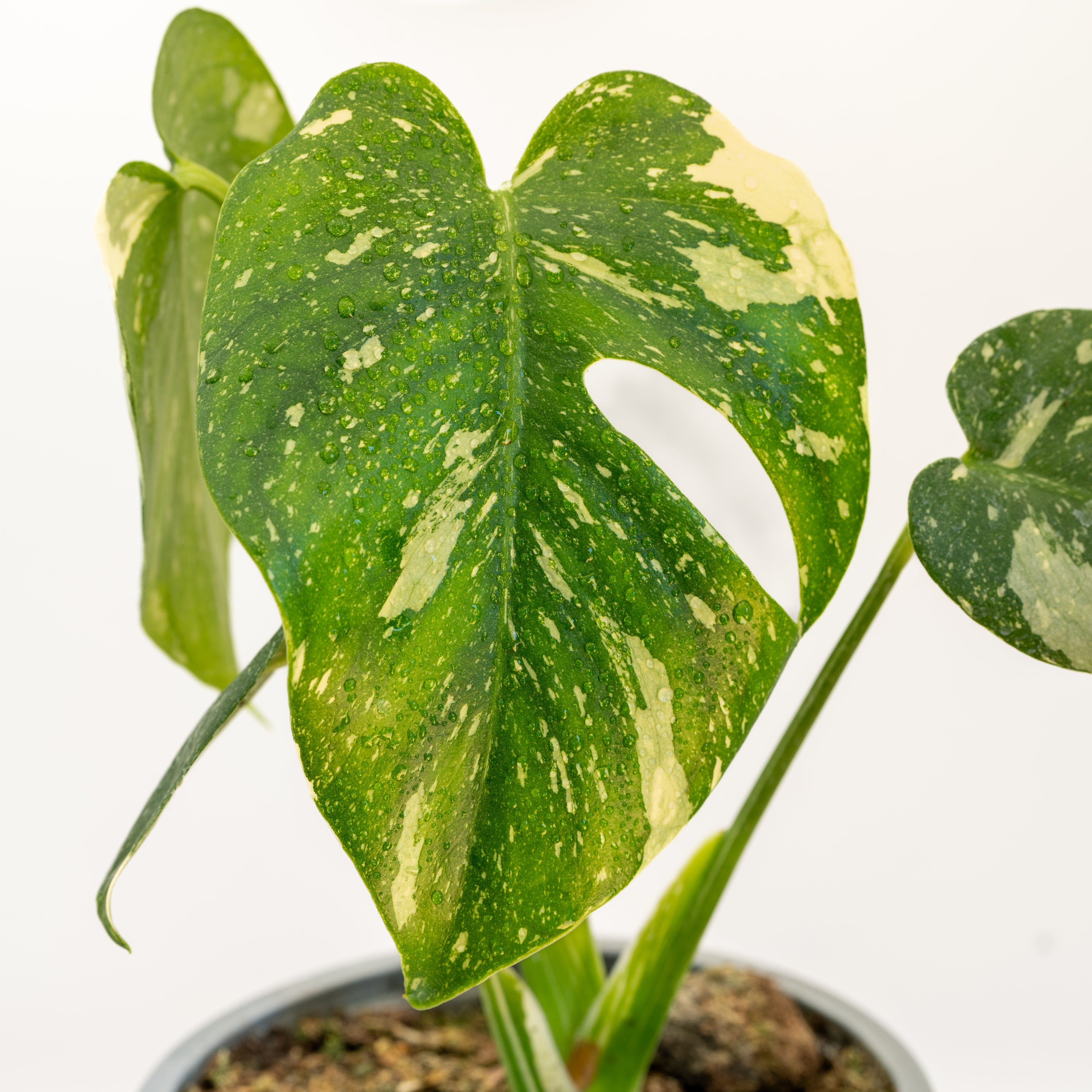 Monstera Thai Constellation