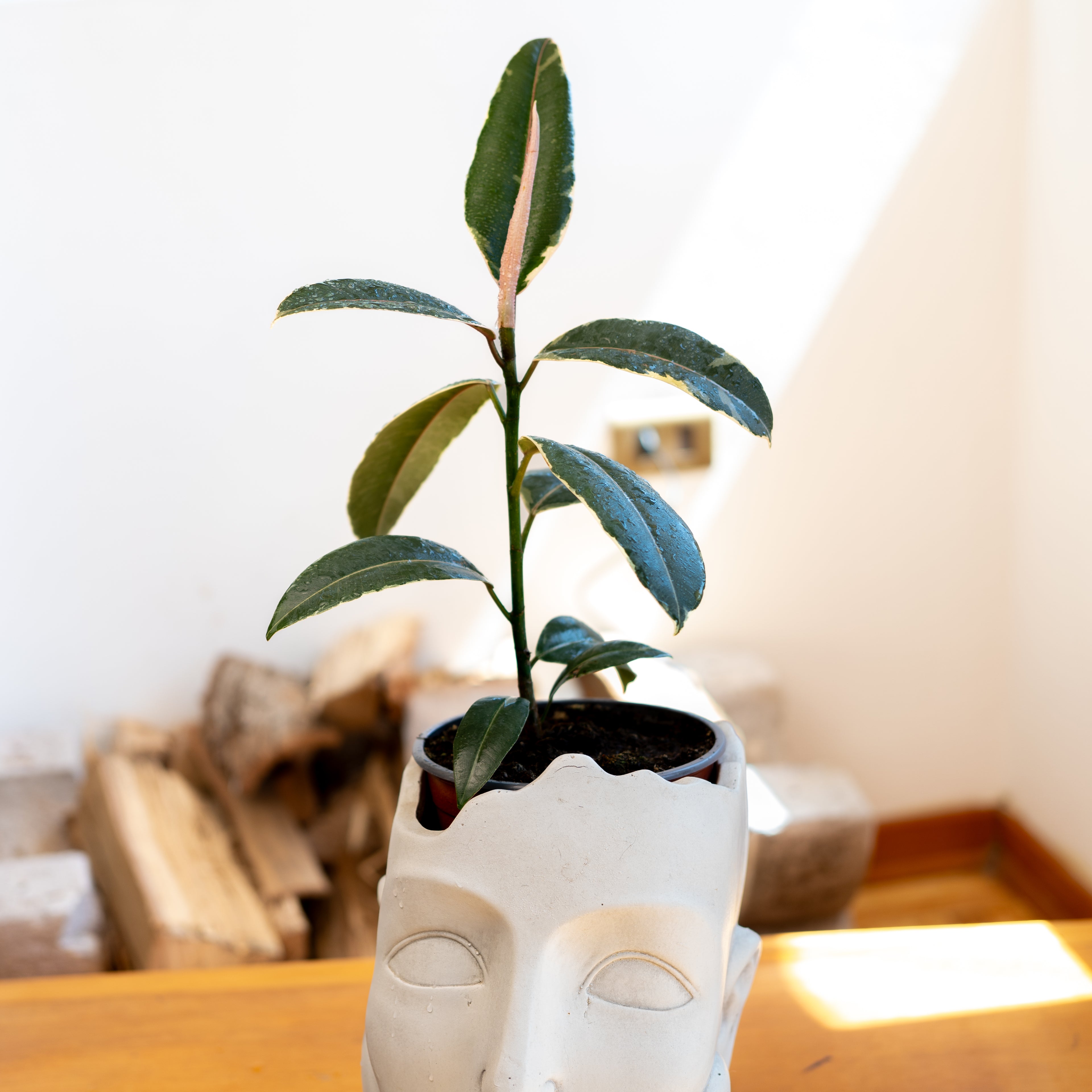 Ficus Elástica - Gomero
