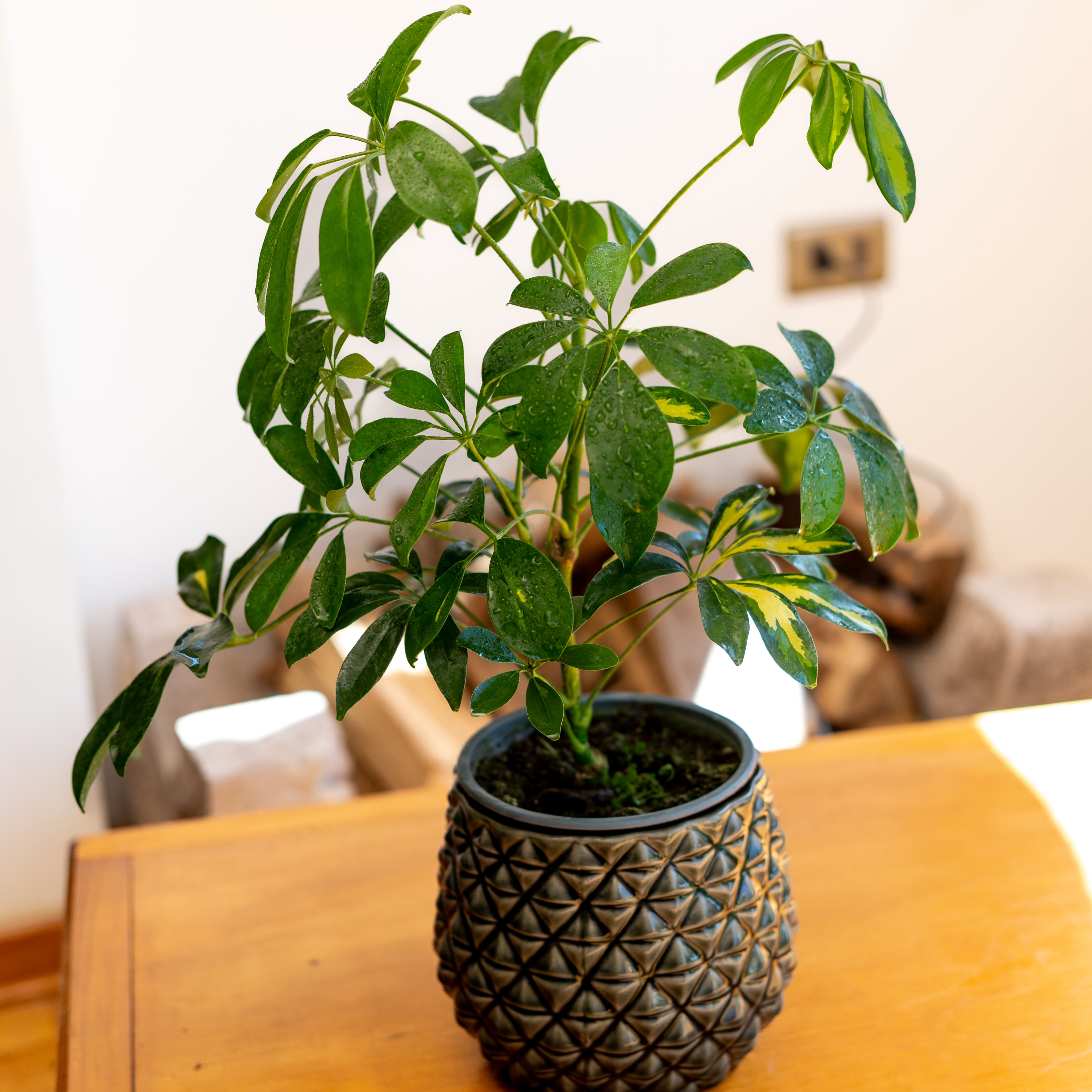 Schefflera
