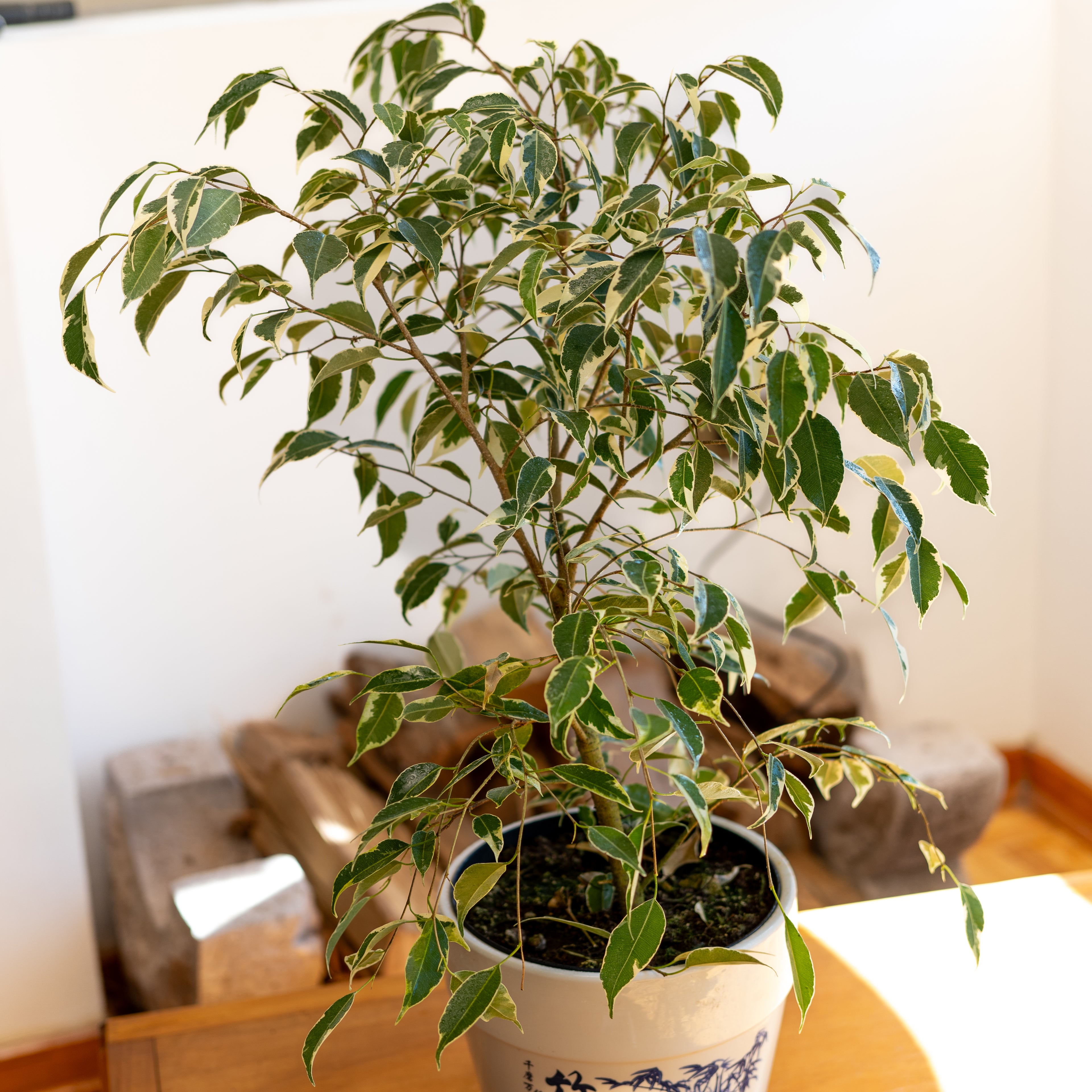 Ficus Benjamina