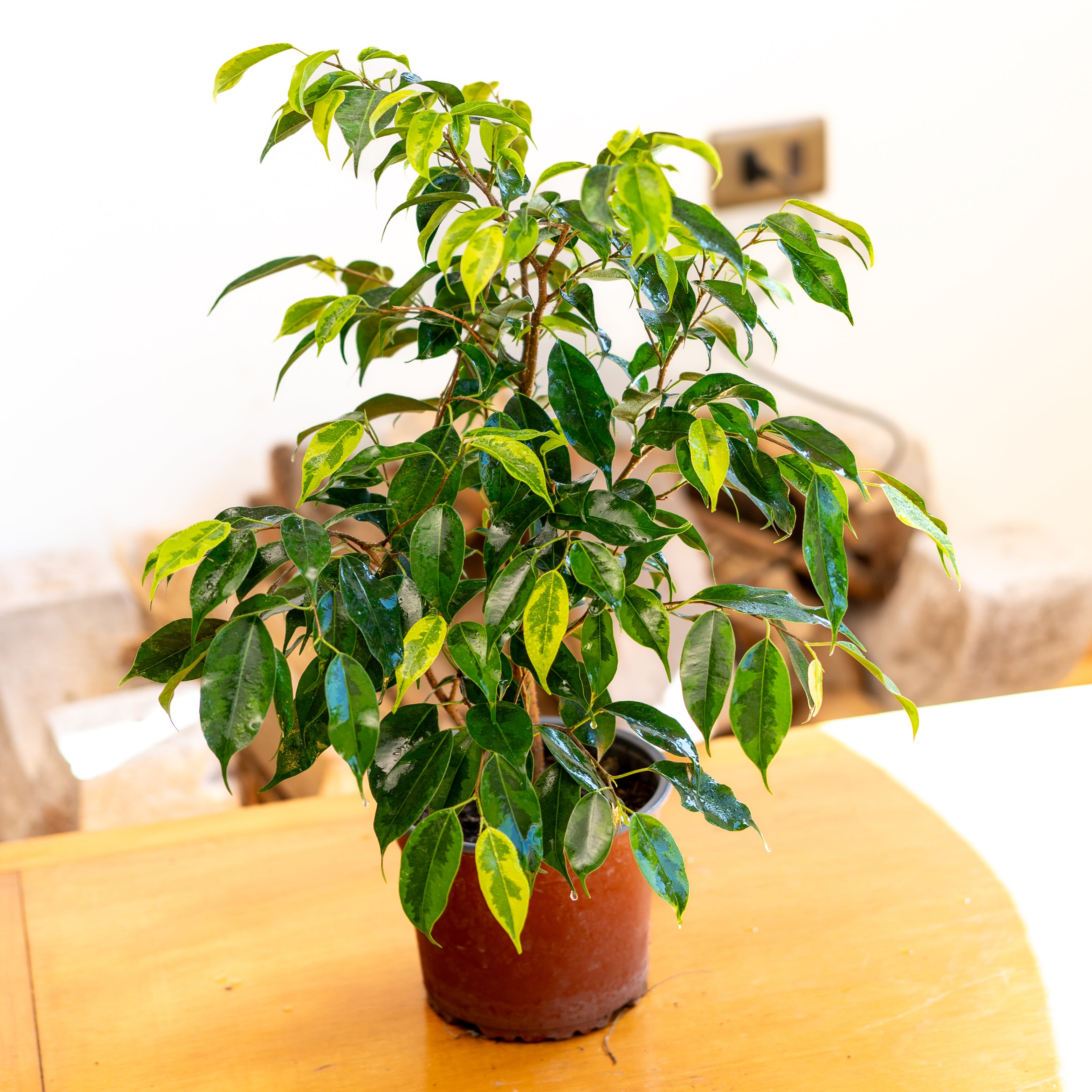 Ficus