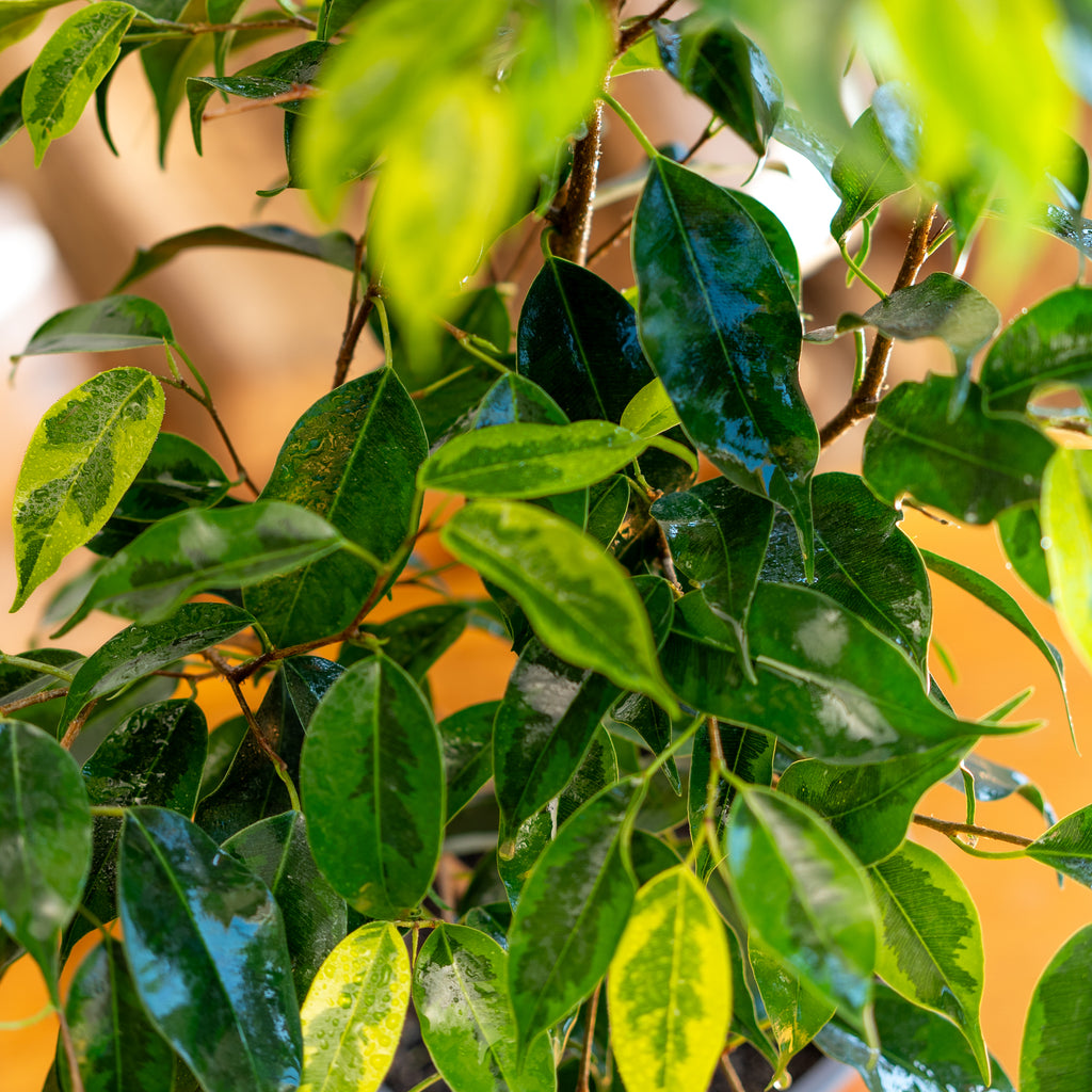 Ficus