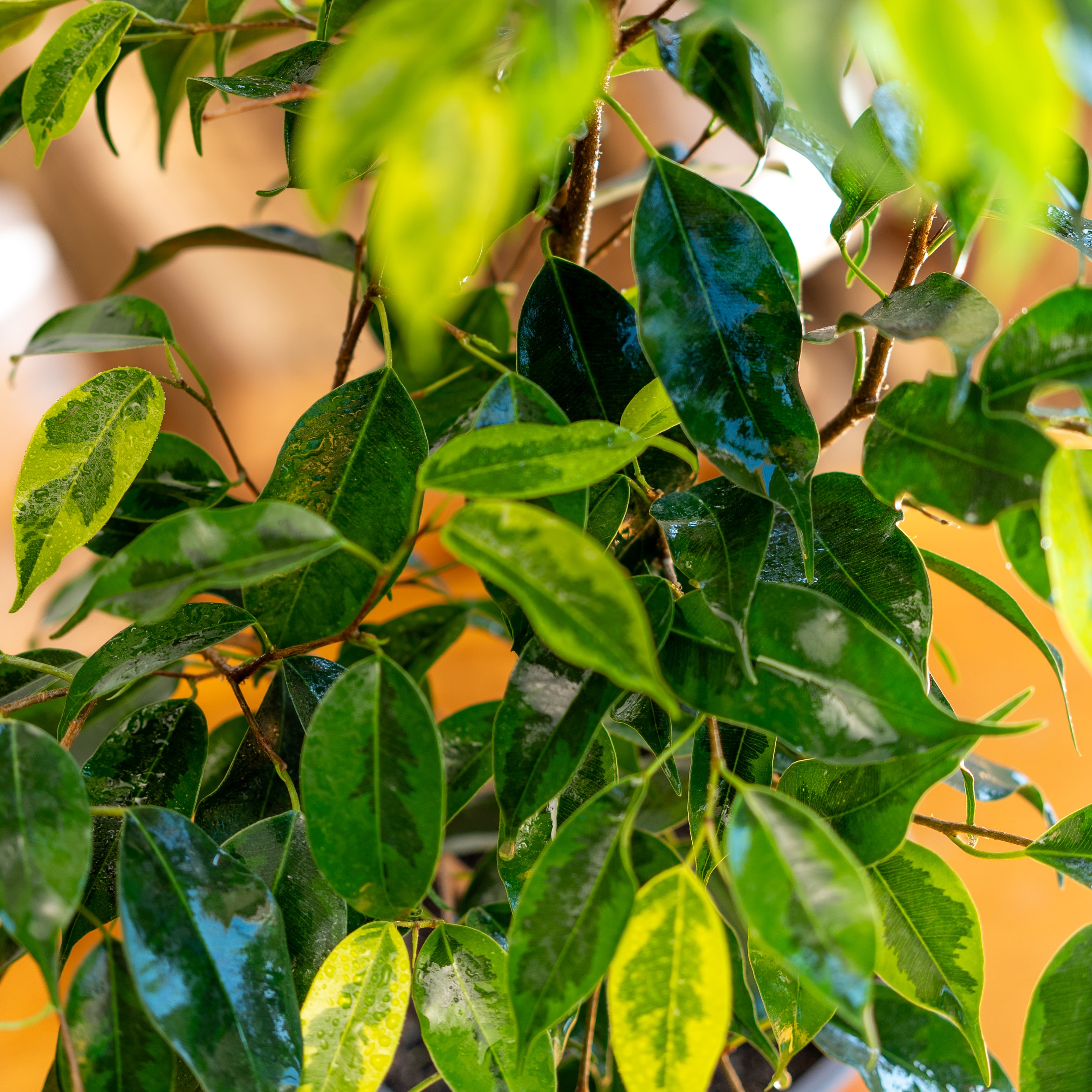 Ficus