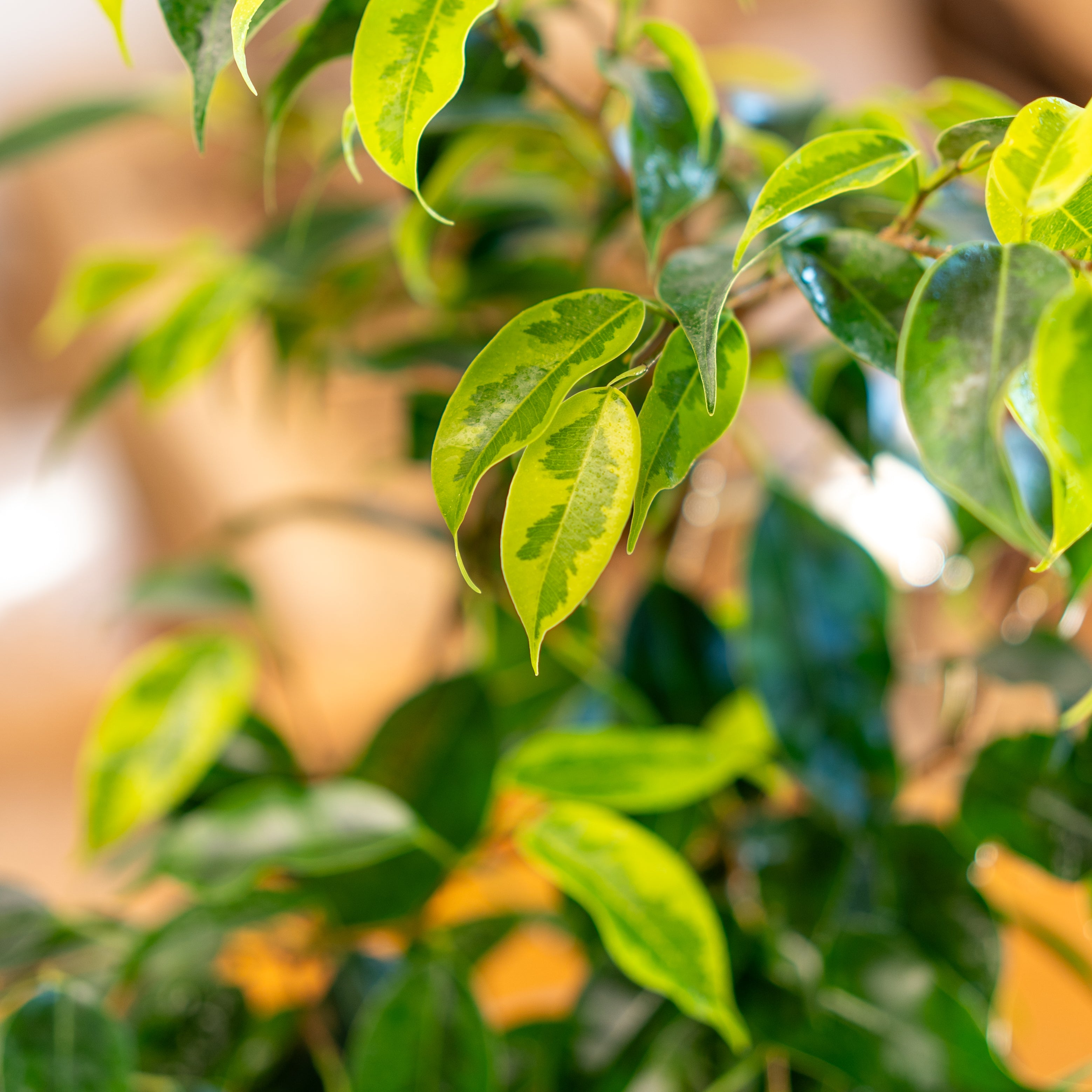 Ficus