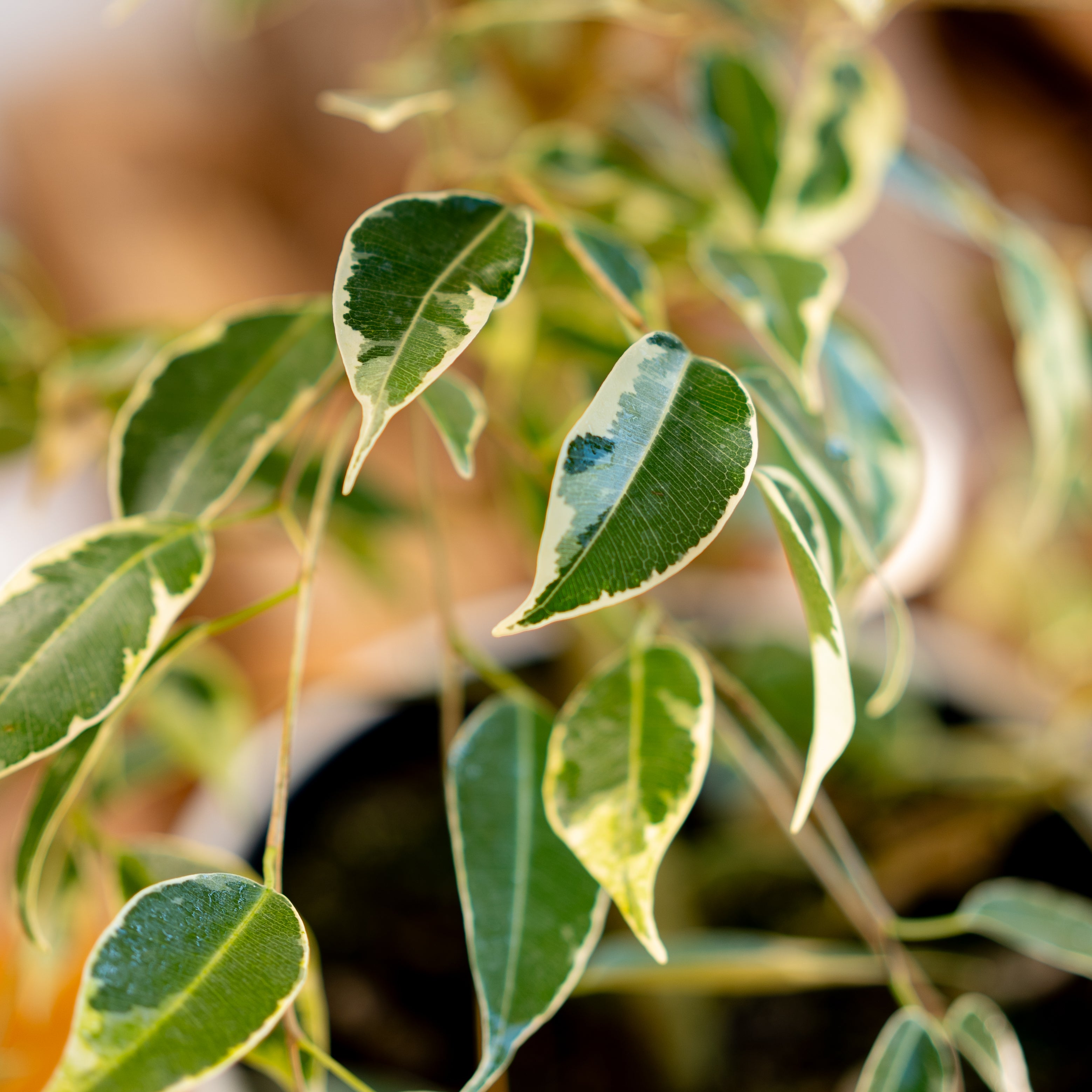 Ficus Benjamina