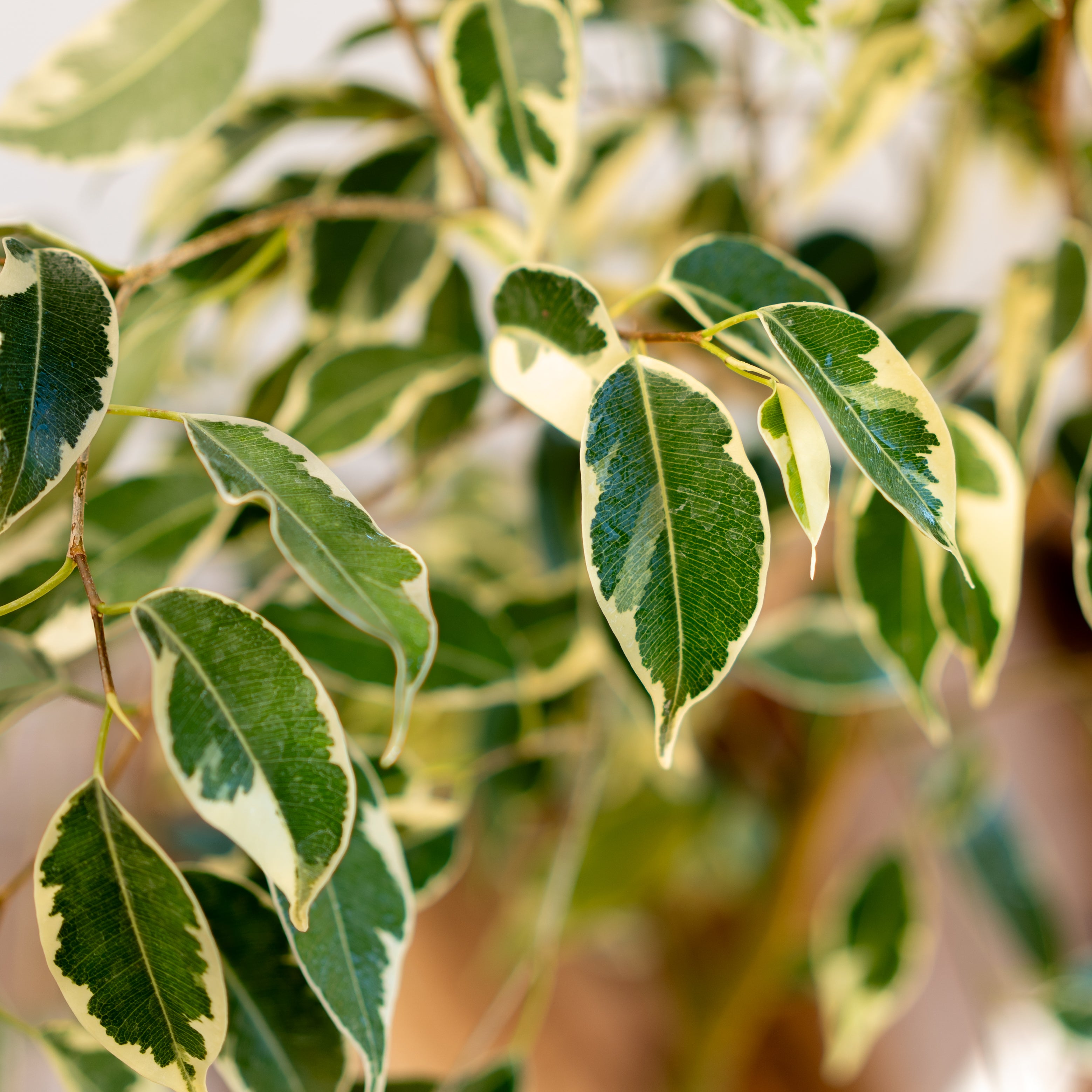 Ficus Benjamina