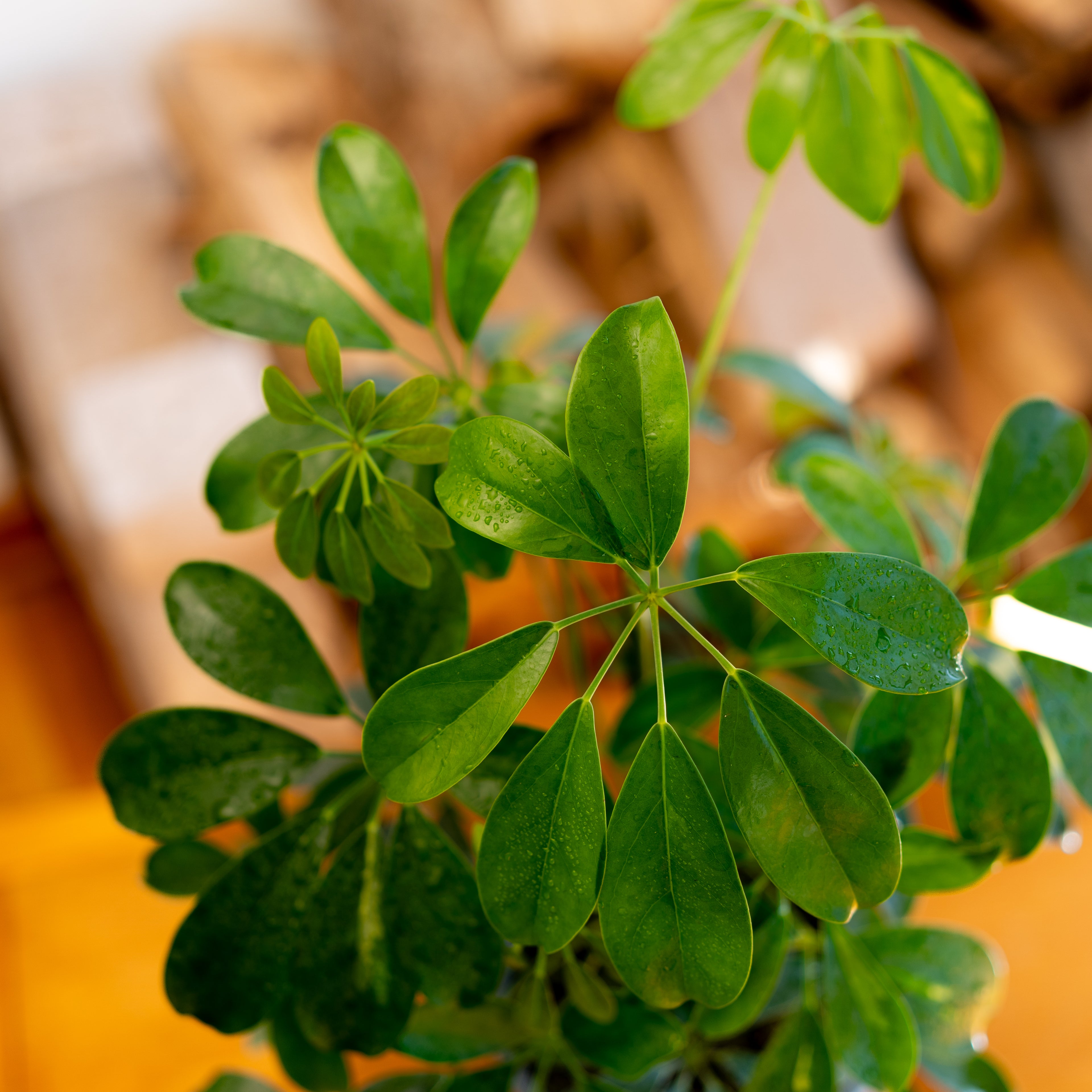 Schefflera