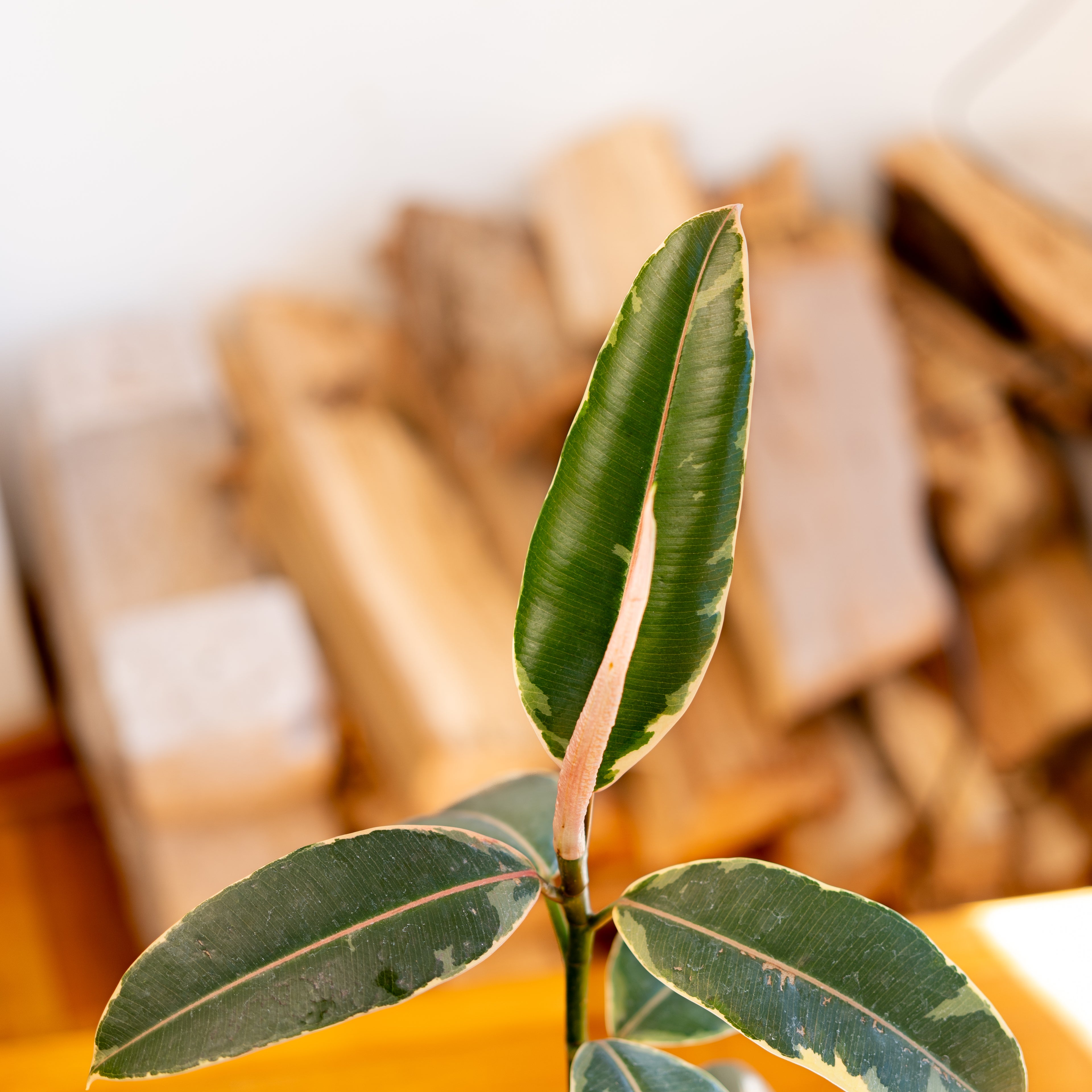 Ficus Elástica - Gomero