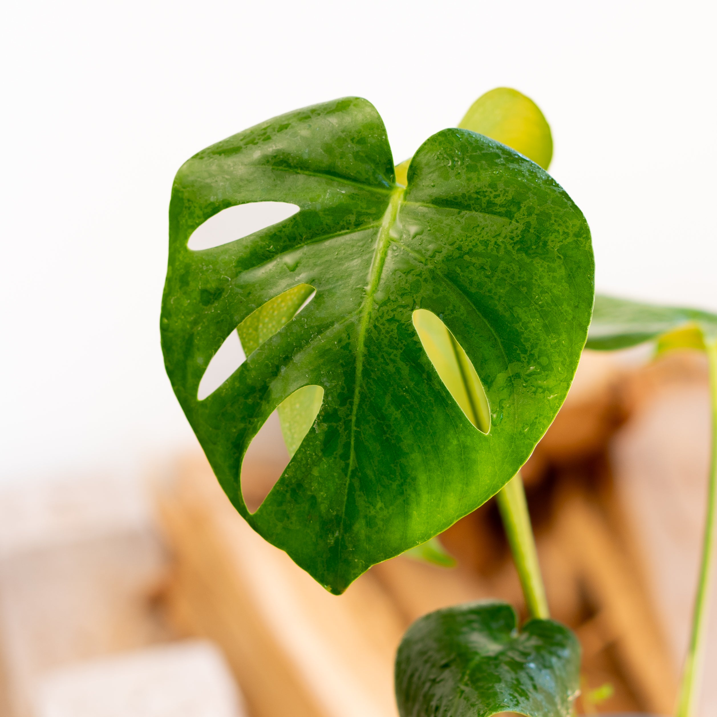 Monstera Deliciosa